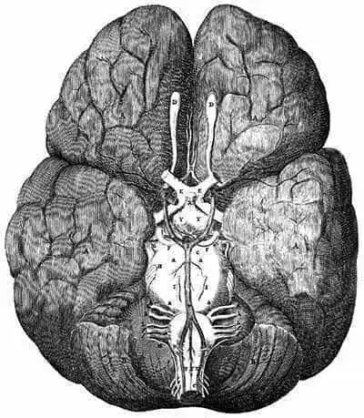 The brain, illustration by Thomas Willis, 1664.