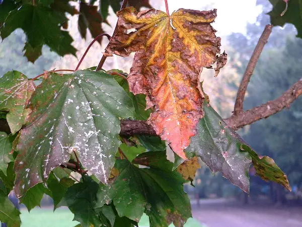 Fall. Seasonal photo by Stefan Stenudd.