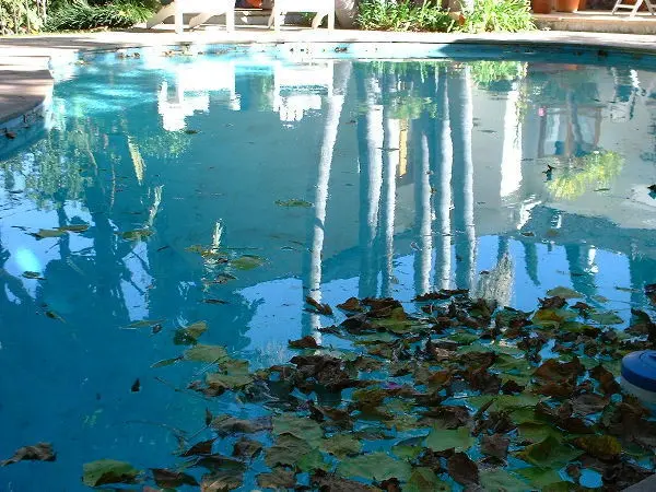 A Valley Garden in Los Angeles. Photo by Stefan Stenudd.