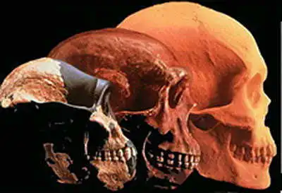 The evolution of the human brain size.